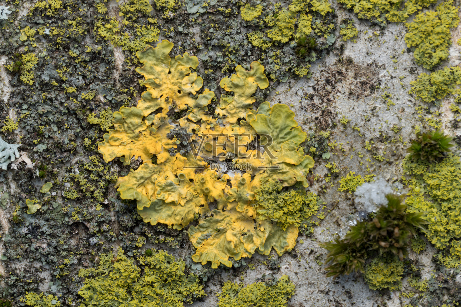 常见的橘色地衣 (Xanthoria parietina)照片摄影图片
