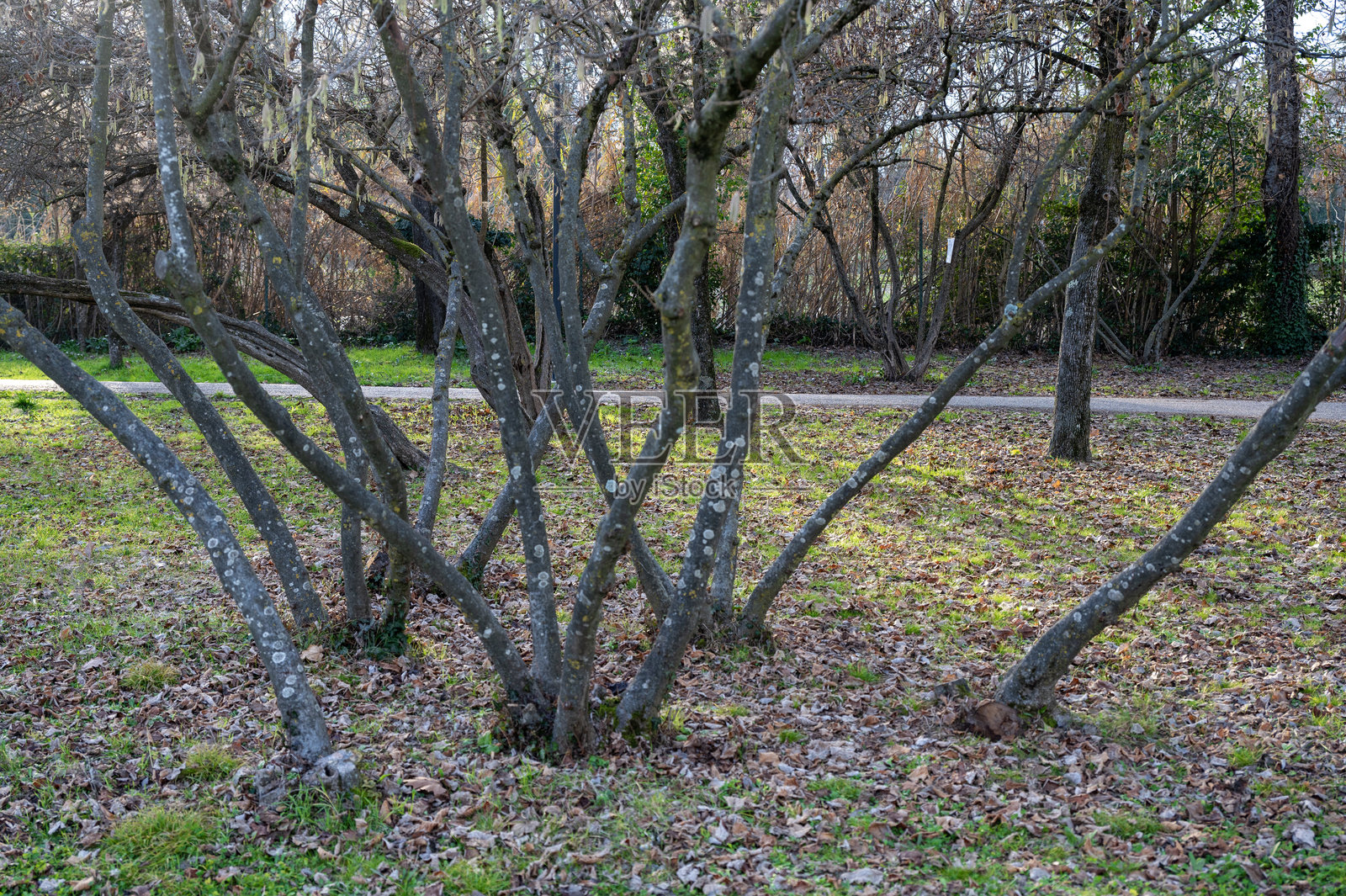 冬日花园照片摄影图片