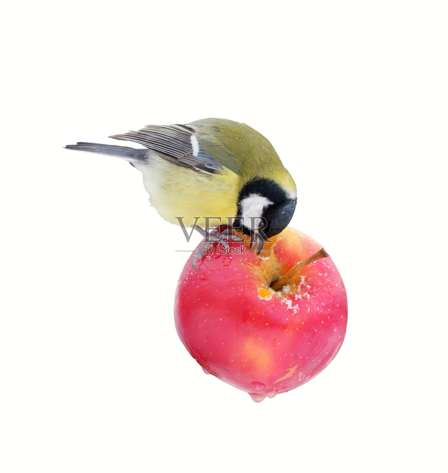 大山雀在挪威奥斯陆觅食照片摄影图片