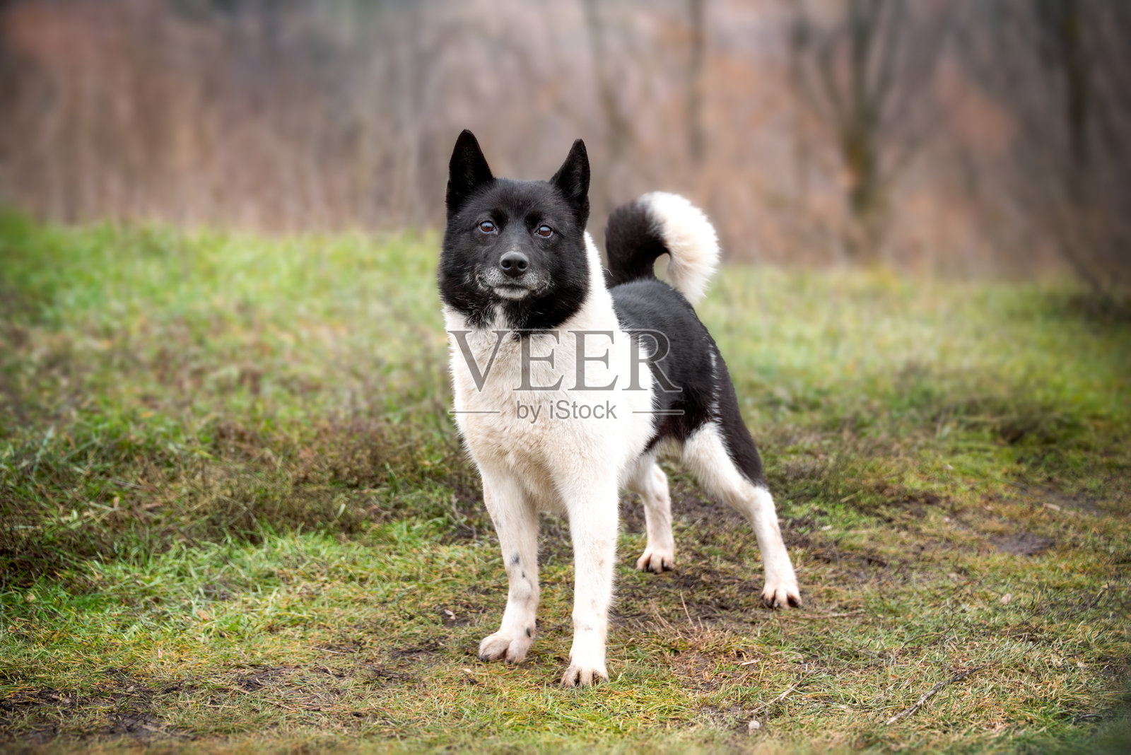 一只可爱的、微笑着的黑色俄罗斯-欧洲哈士奇犬在秋季森林中散步。猎犬。照片摄影图片