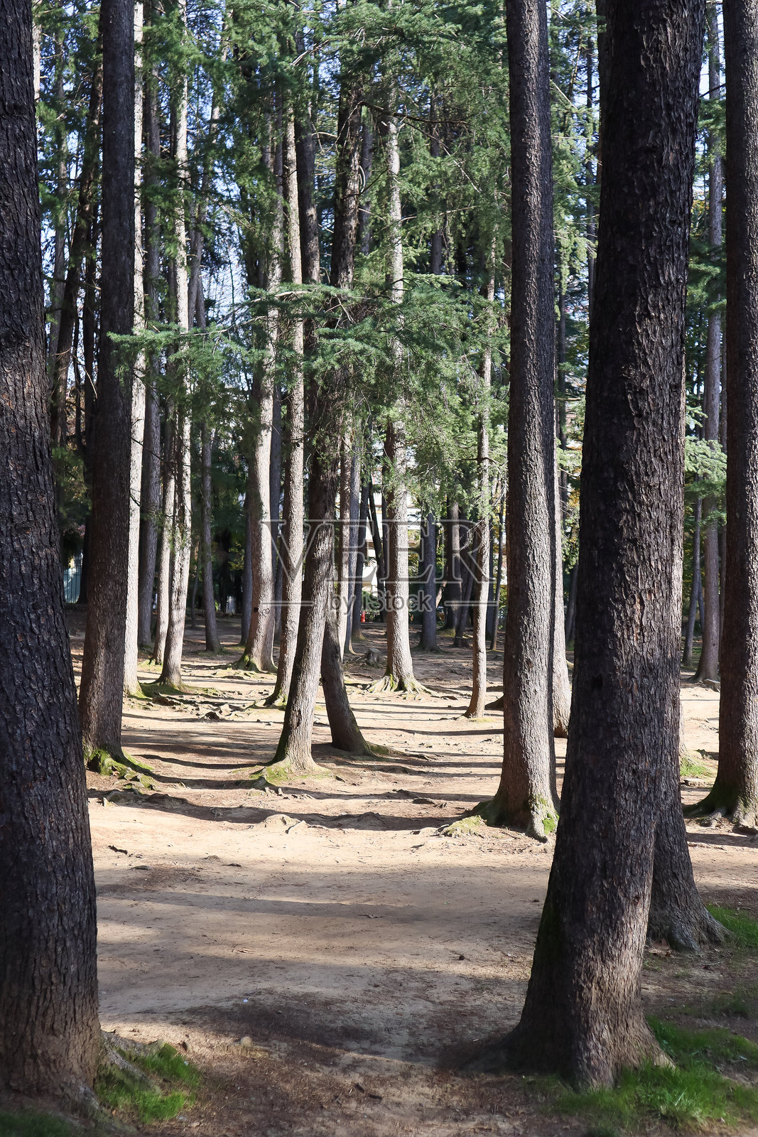 阳光斑驳的林地，高大的松树和雪松树根部覆盖着苔藓，生长在沙质的林地土壤上。照片摄影图片