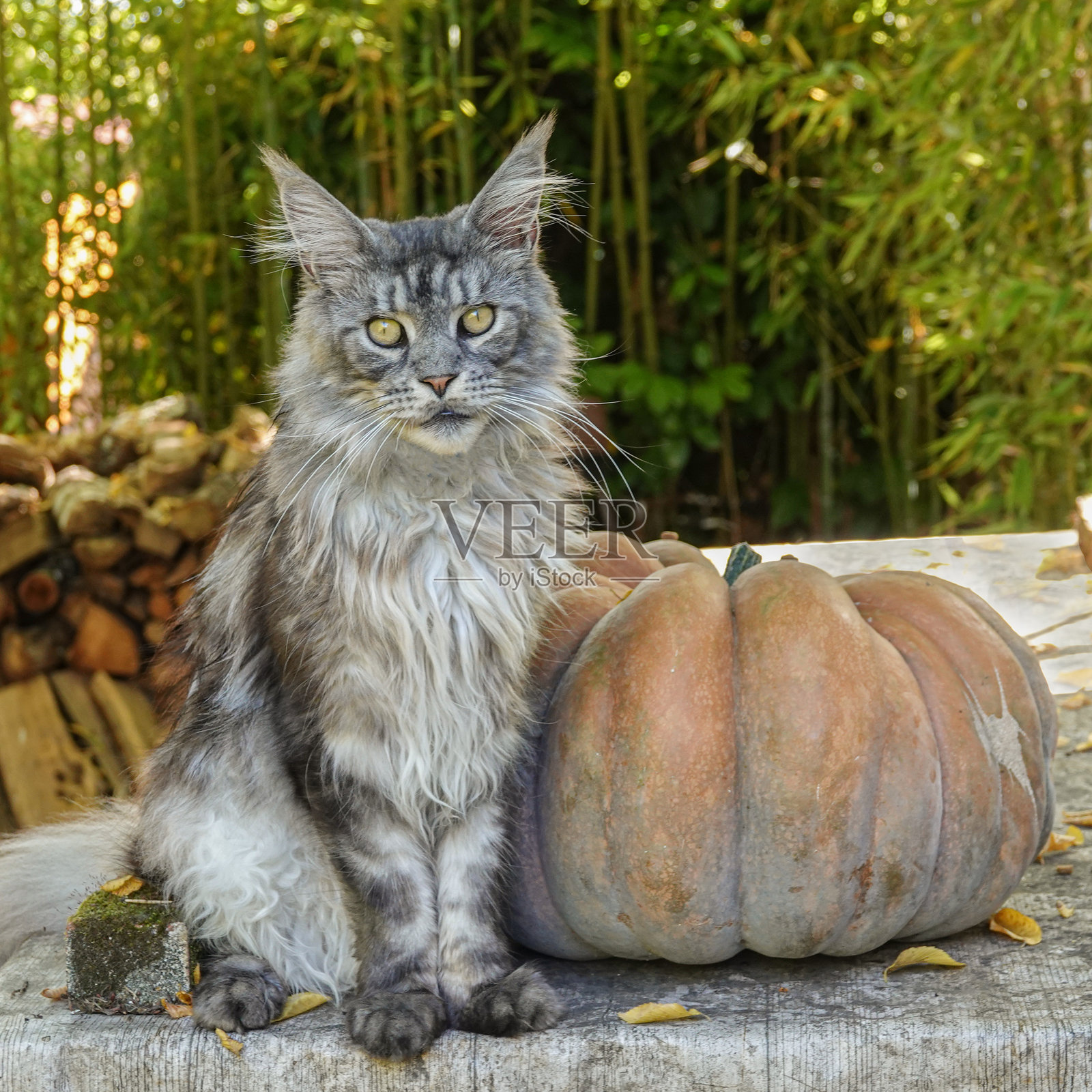 猫咪在南瓜旁享受温暖的阳光照片摄影图片