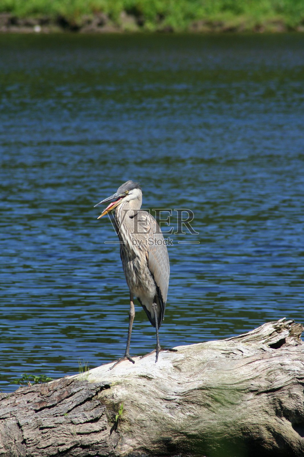 大蓝鹭照片摄影图片
