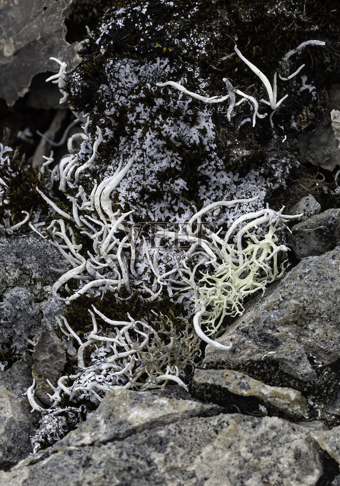Thamnolia vermicularis，俗称白蠕虫地衣，是地衣科（Icmadophilaceae）中一种广泛分布、形态均一的丛状地衣的传统名称。该物种形成疏松的垫状或散生的细长、蠕虫状的簇。照片摄影图片
