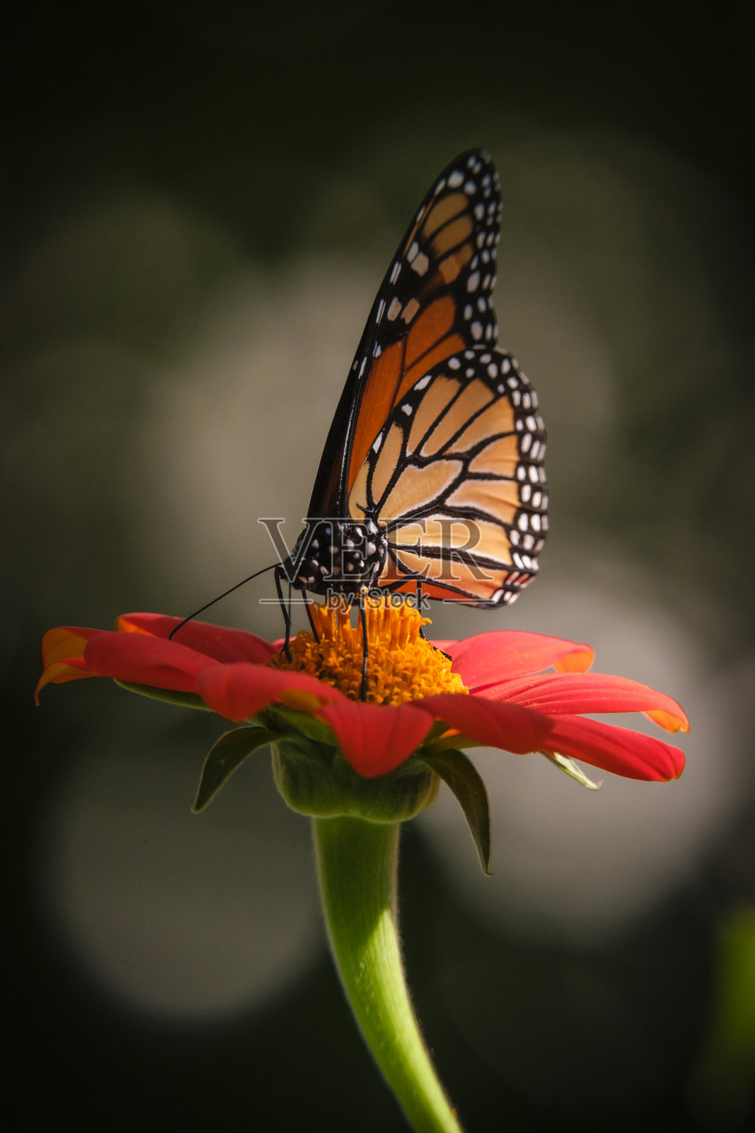 帝王蝶停在墨西哥向日葵上照片摄影图片