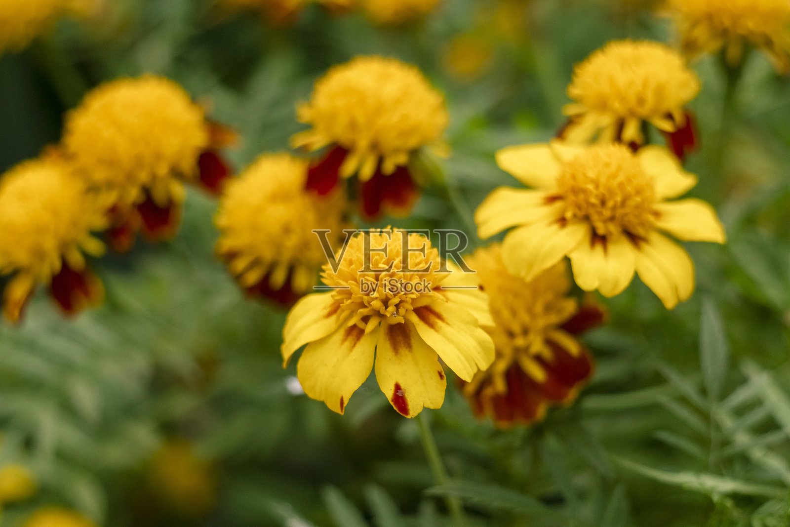 黄色万寿菊花朵的近景，在柔和的绿色花园叶子的映衬下，突显出鲜艳的色彩。照片摄影图片