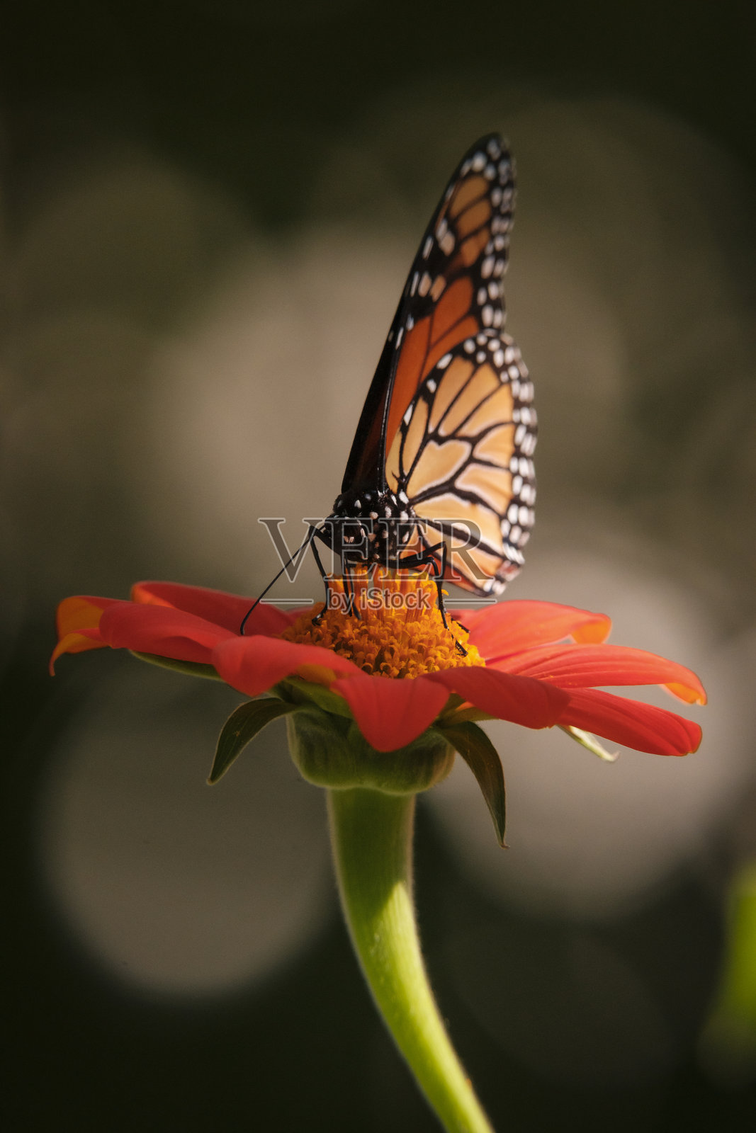 帝王蝶停在墨西哥向日葵上照片摄影图片