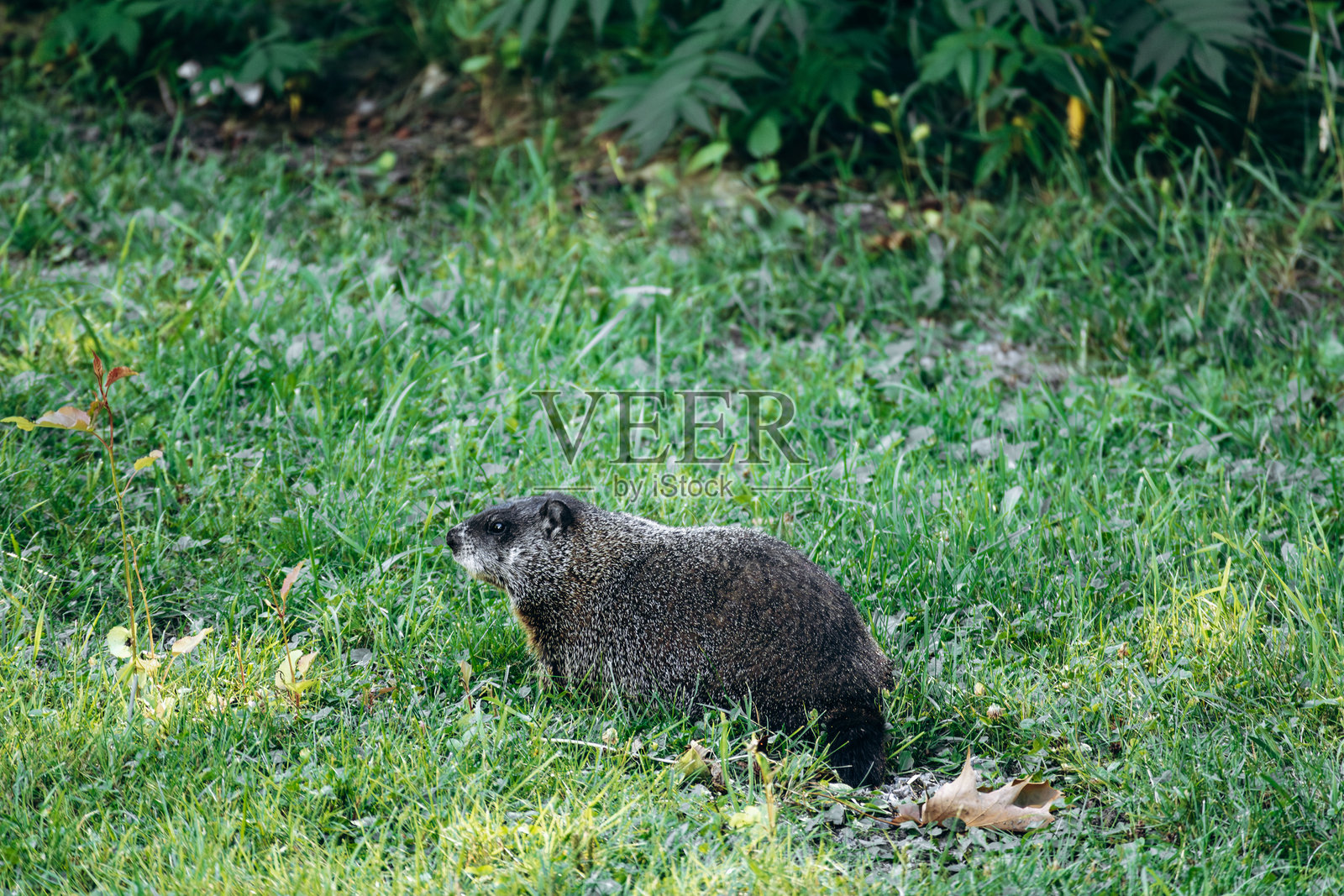 北美土拨鼠（旱獭，Marmota monax）在瓦尔雅尔贝尔历史村附近的绿色植物丛中吃草照片摄影图片