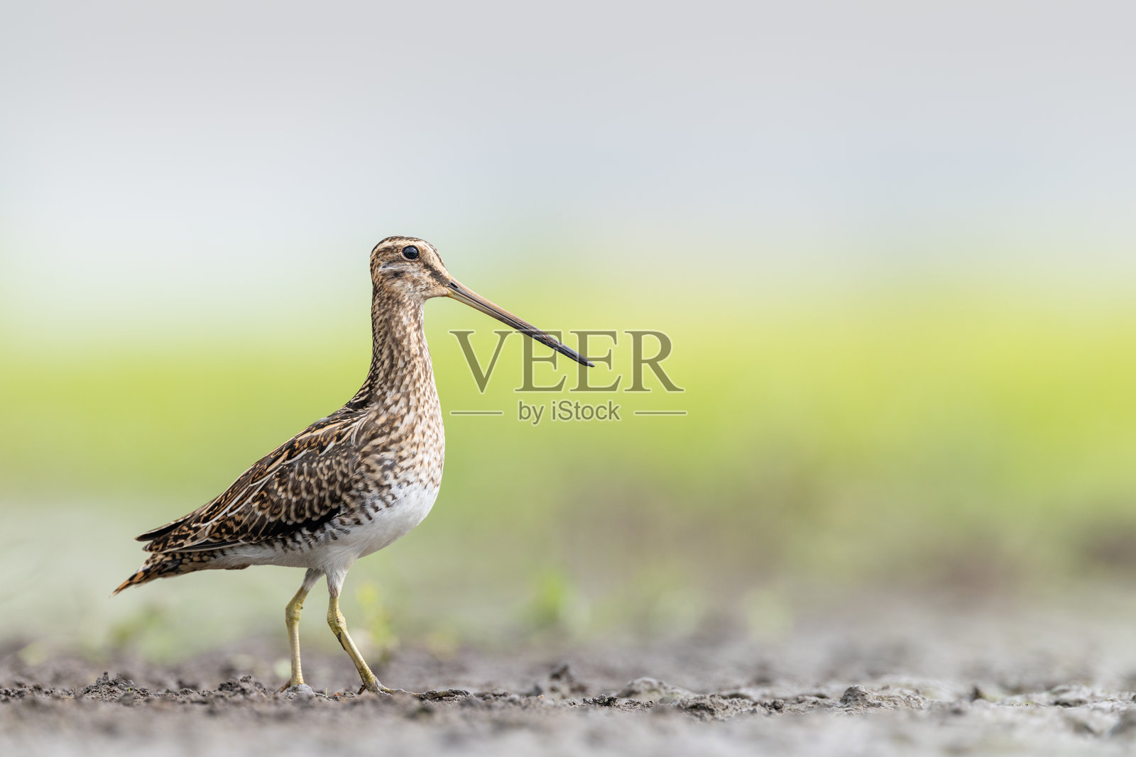 一只塍鹬照片摄影图片