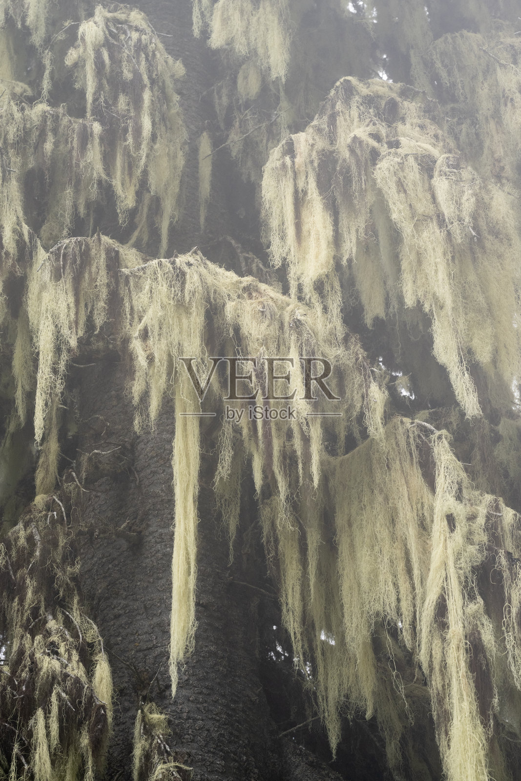 树上的苔藓照片摄影图片