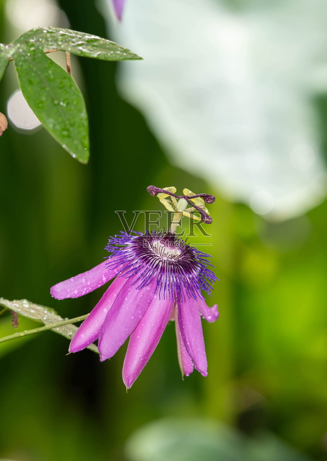 西番莲照片摄影图片