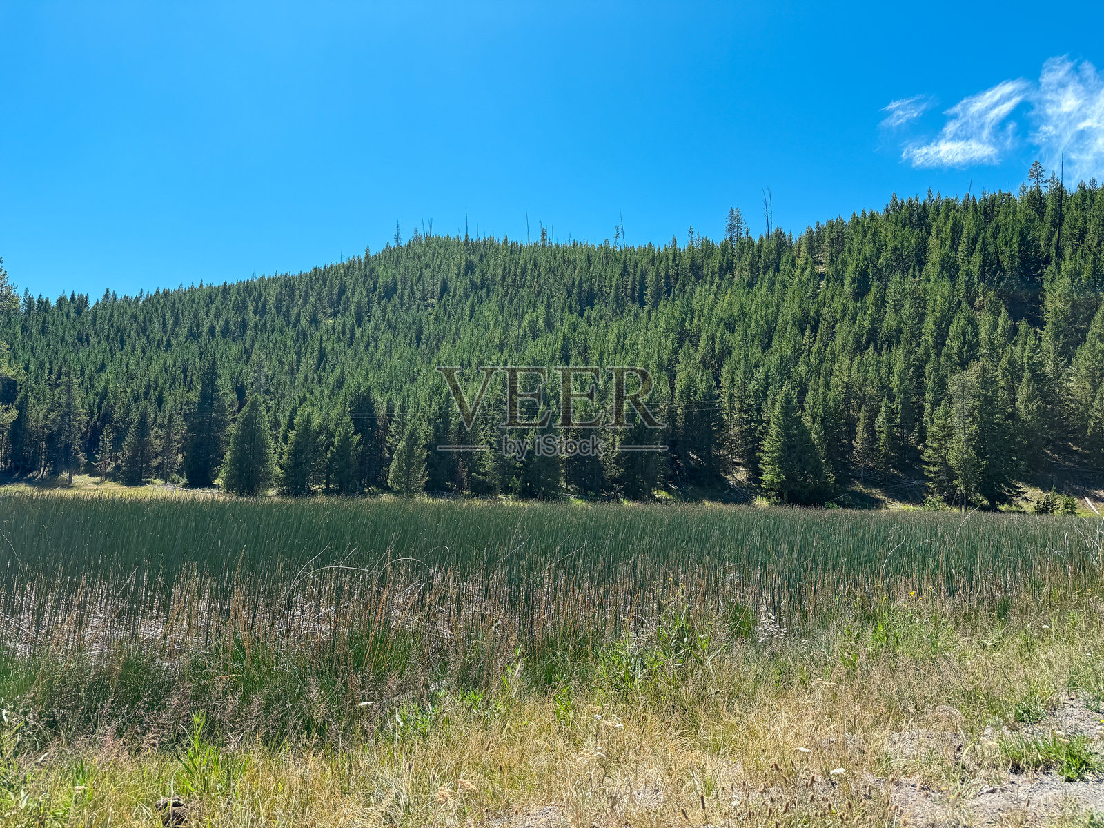 郁郁葱葱的松树林照片摄影图片