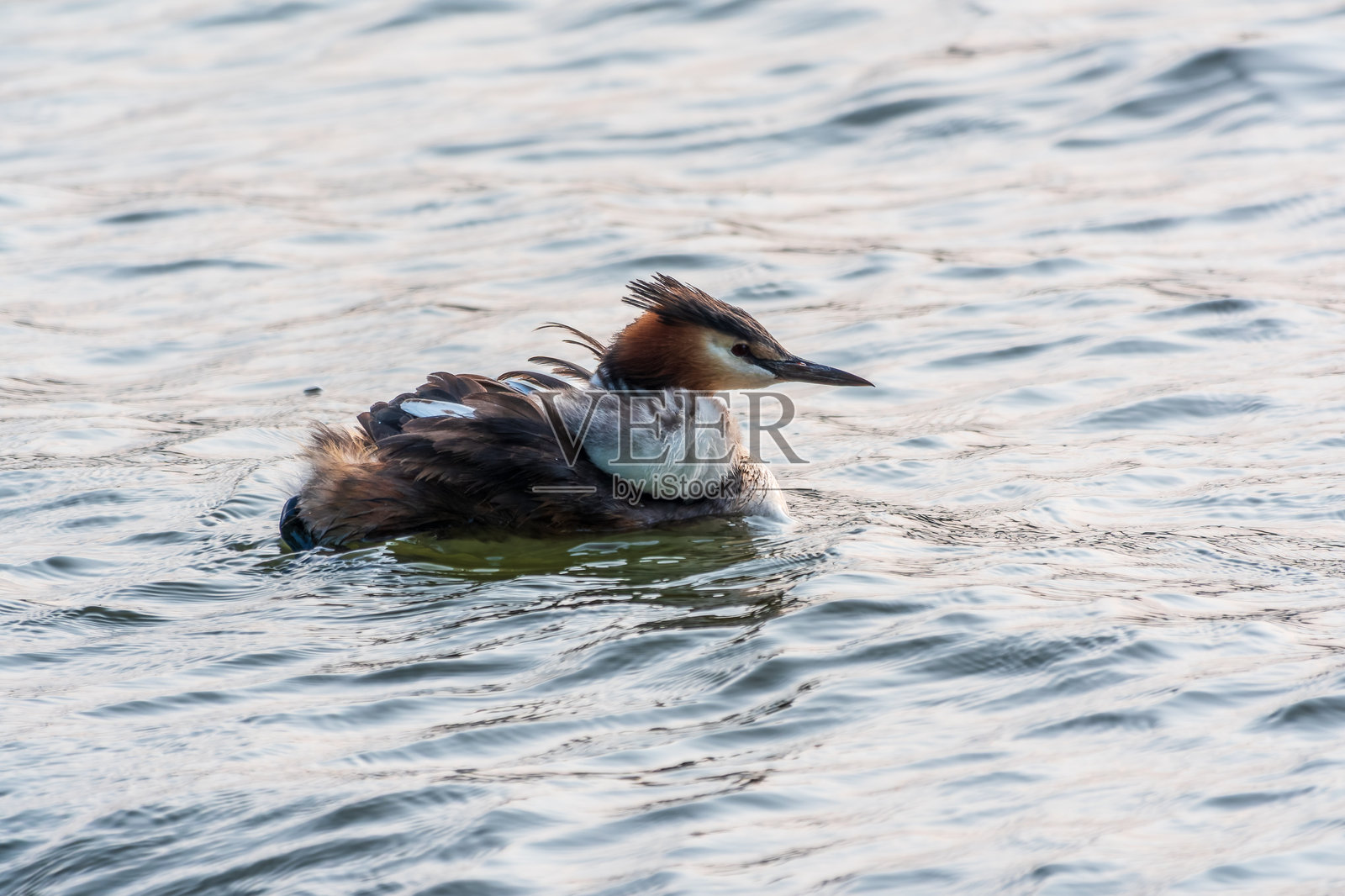 水中鸟类黑颈鸊鷉（Podiceps cristatus）在湖中游泳，可爱的幼鸟趴在它背上照片摄影图片