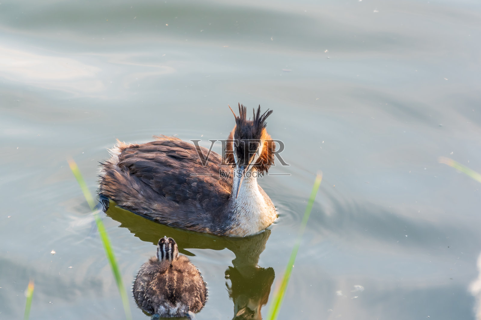 水中游动的冠羽鷉和它的小宝宝照片摄影图片