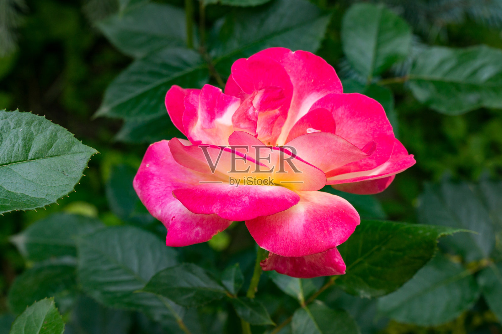 盛放的“品种俱乐部”玫瑰，拥有鲜艳的粉色和奶油黄色花朵，姿态优雅，娇嫩的花瓣与背景中浓绿的叶子形成鲜明对比。照片摄影图片