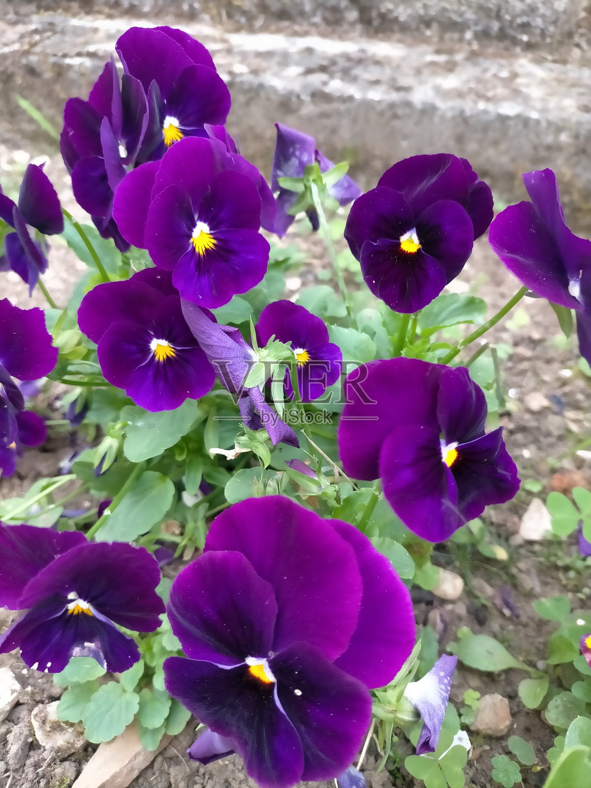 紫色的花朵在户外绽放，带给我们快乐照片摄影图片