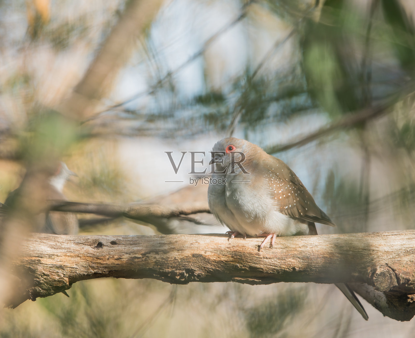 一只姬姬（Geopelia cuneata）栖息在树上。这种澳大利亚的鸟是澳大利亚最小的鸽子之一。照片摄影图片
