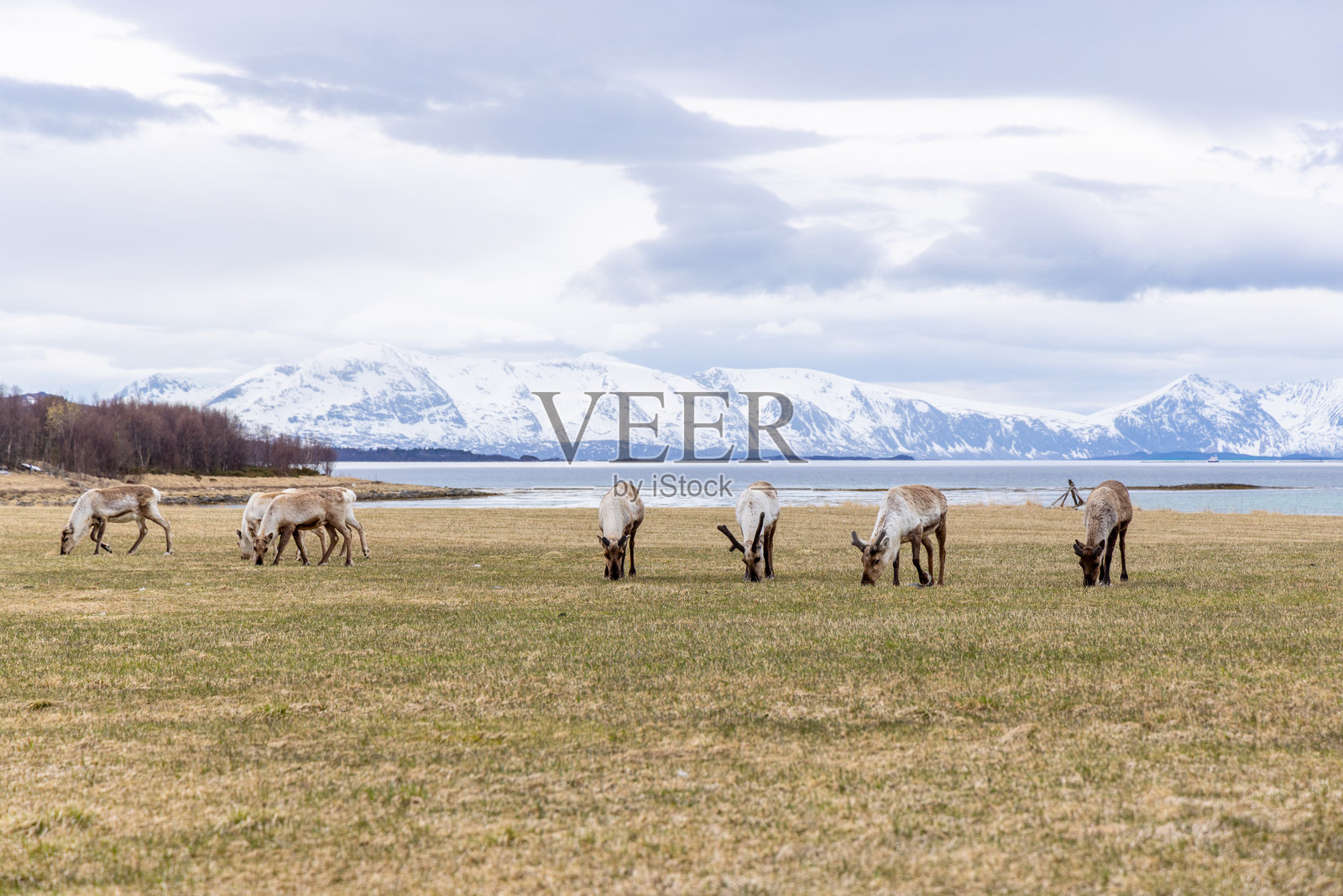 驯鹿在北极沿海草原上吃草照片摄影图片