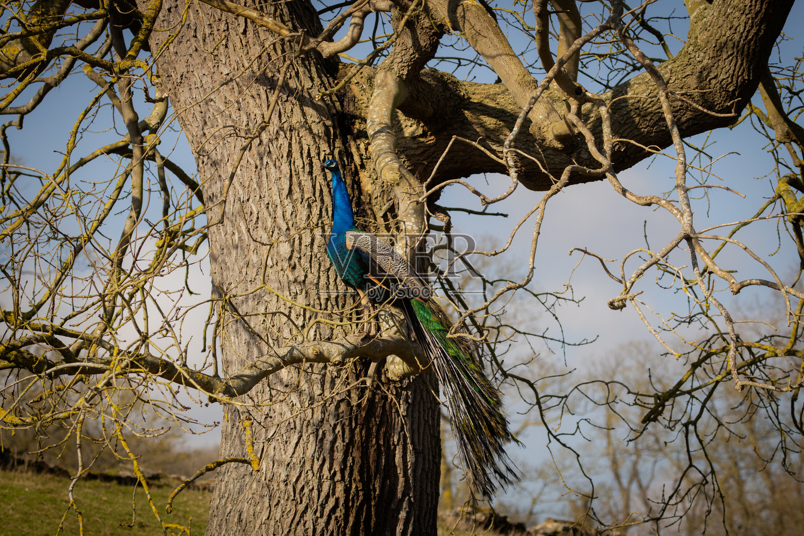 孔雀照片摄影图片