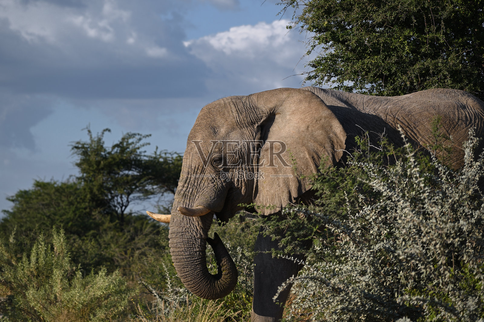 纳米比亚埃托沙国家公园里正在进食的非洲象照片摄影图片