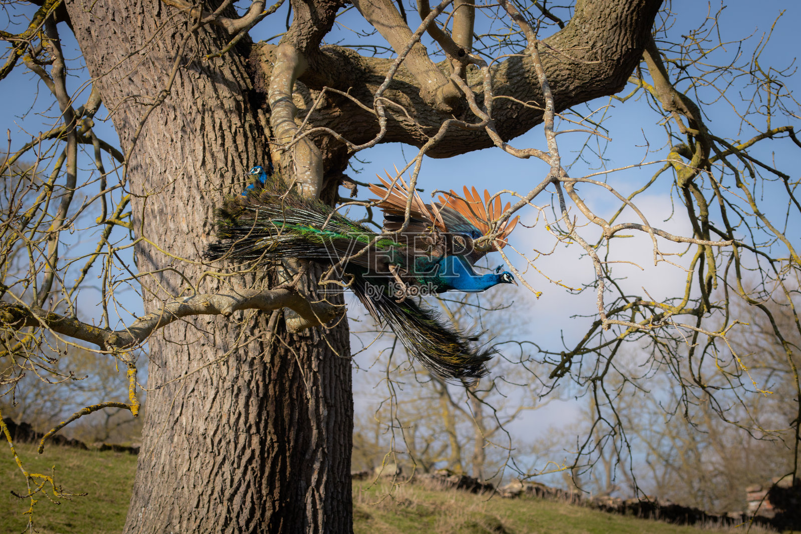 孔雀照片摄影图片