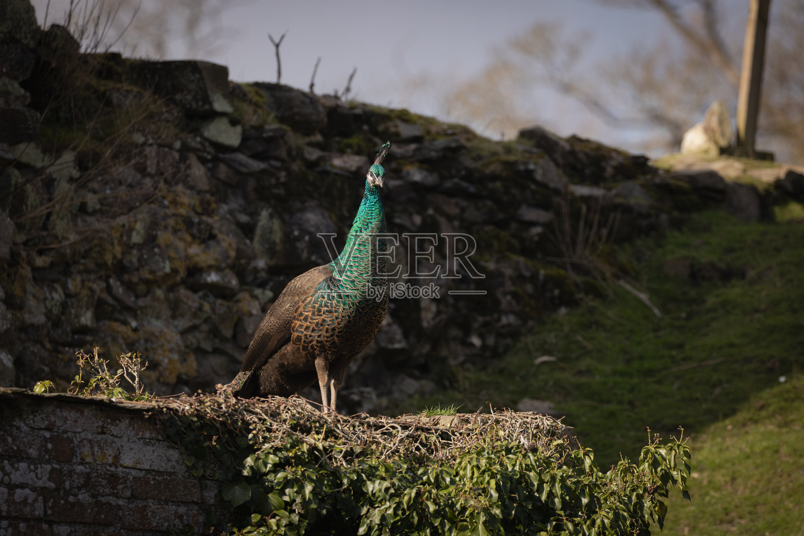 孔雀照片摄影图片