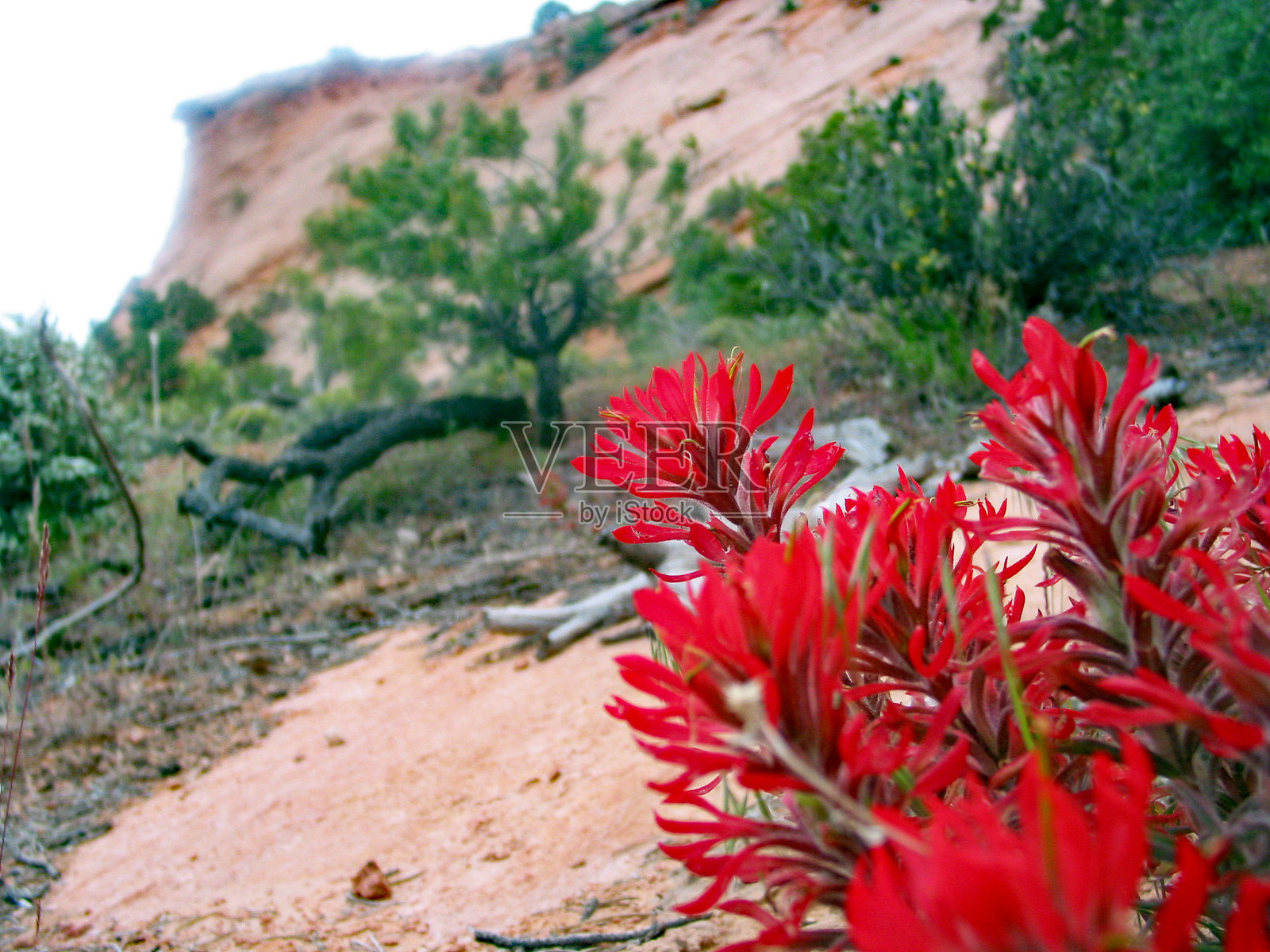 印第安刷子 4照片摄影图片