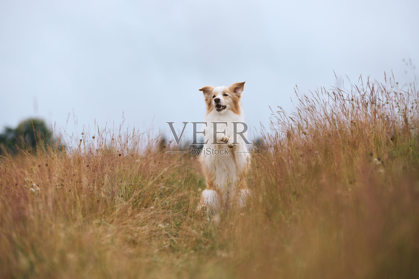 一只喜乐犬平静地站在草地小径上照片摄影图片
