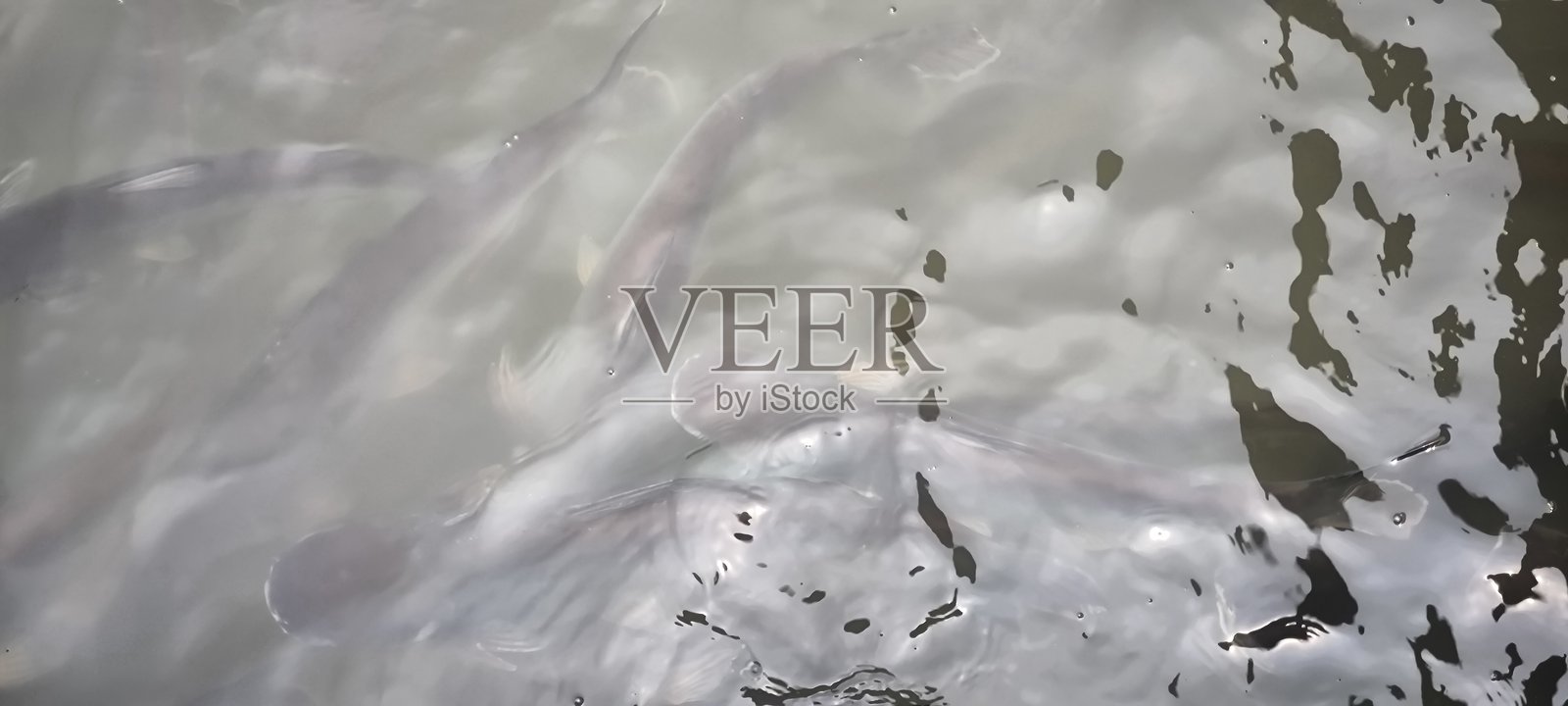 鱼在池塘里游动。捕鱼概念。照片摄影图片