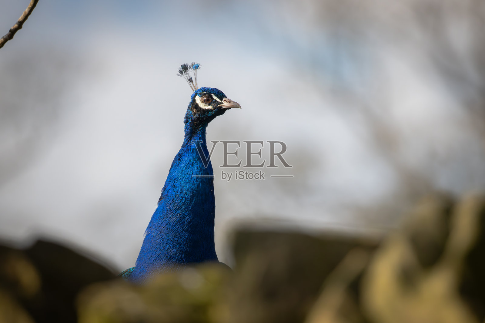 孔雀照片摄影图片