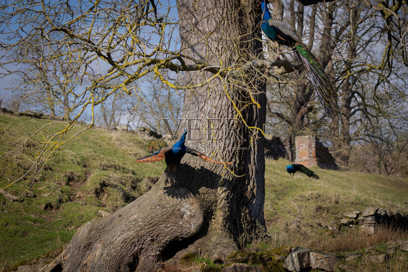 孔雀照片摄影图片