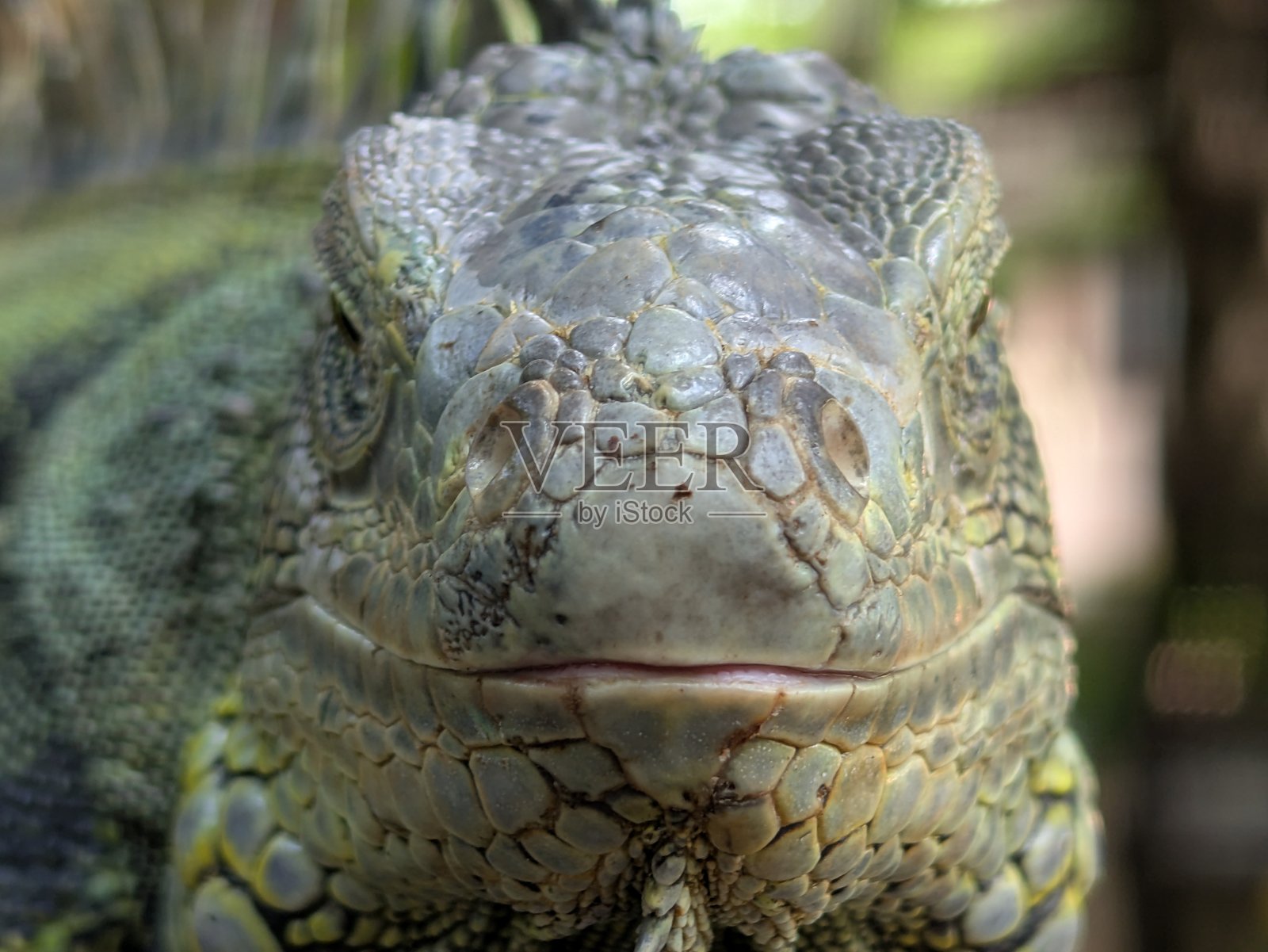 安的列斯西猯是生活在中美洲、南美洲及加勒比海岛屿热带地区的一种蜥蜴照片摄影图片