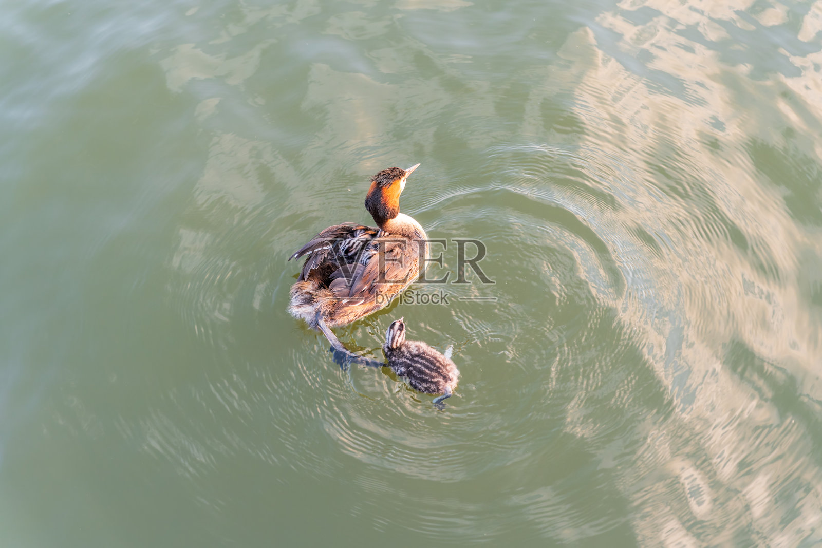 大冠䴙䴙（一种水禽）带着幼鸟在湖中游泳。照片摄影图片
