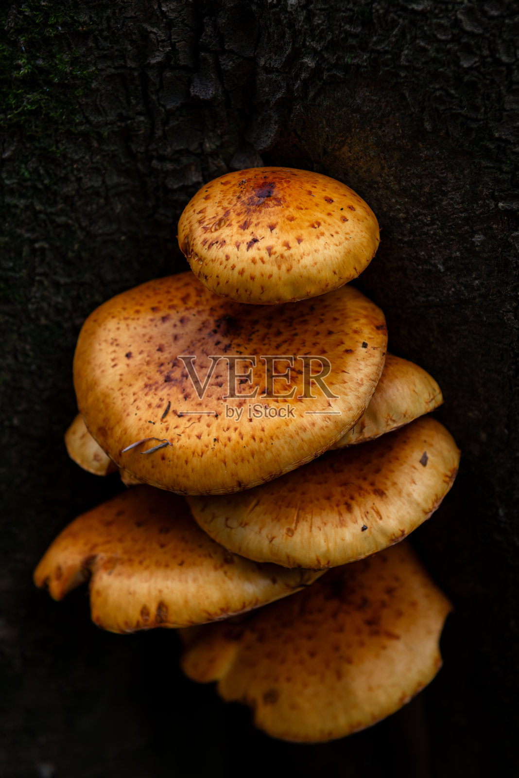 树上生长的蜜环菌照片摄影图片