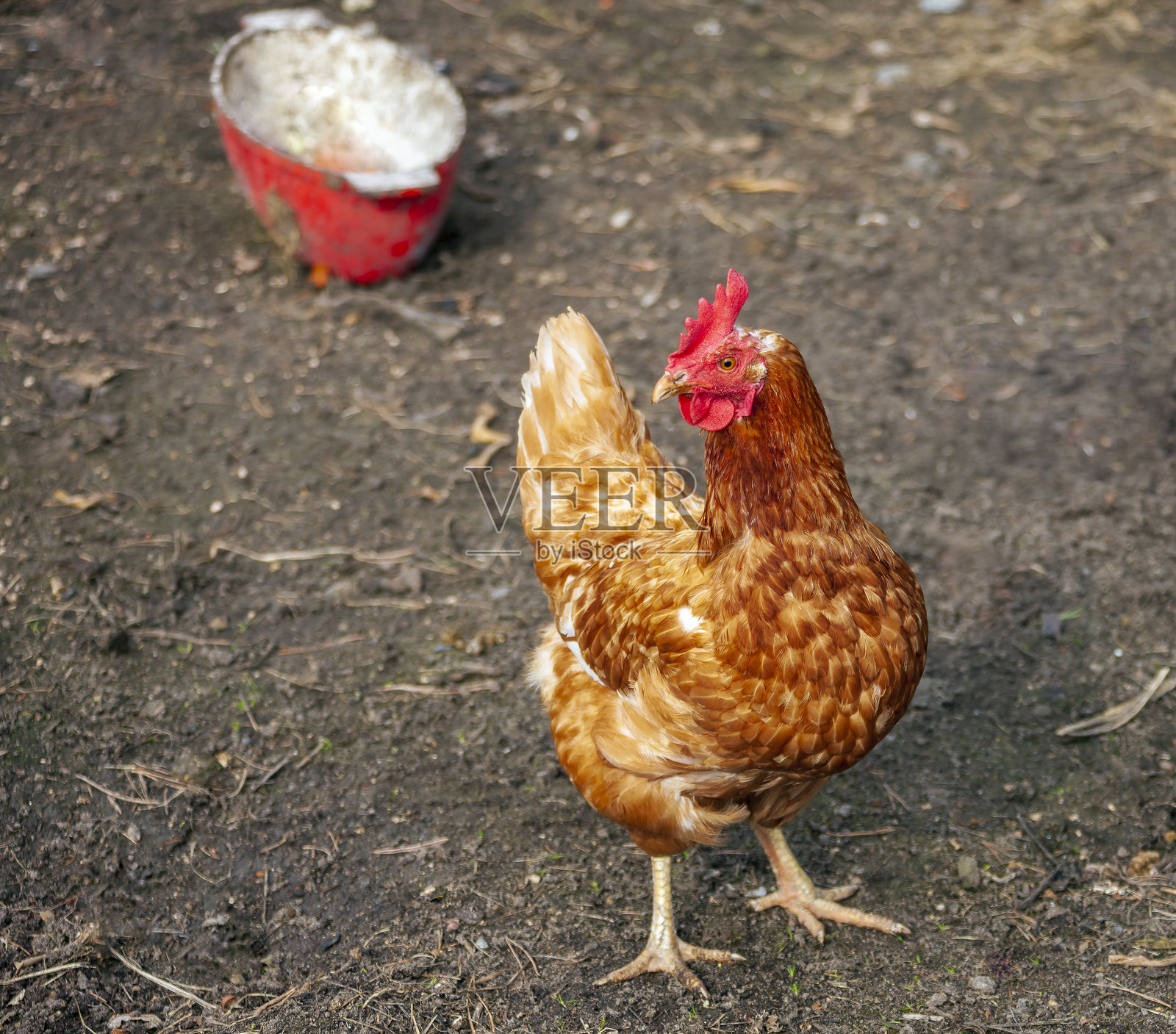 乡村院落里饲养的本地品种的家养橙鸡。照片摄影图片