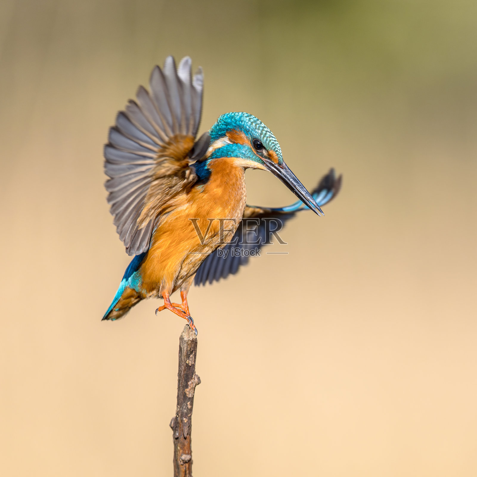 一只普通的欧洲翠鸟从树枝上飞过照片摄影图片