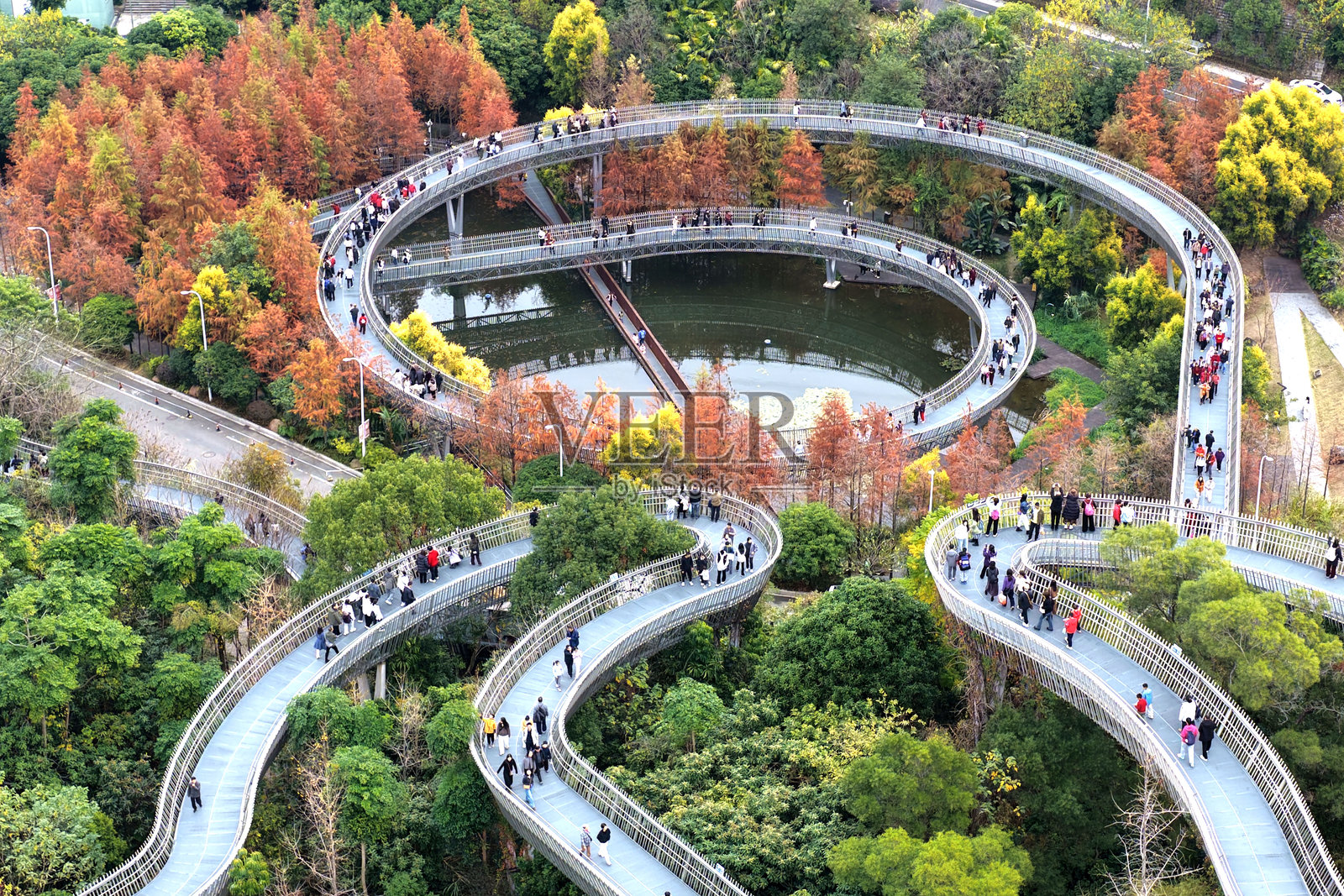 福建福州：冬季水杉林美不胜收，是绝佳的度假胜地照片摄影图片