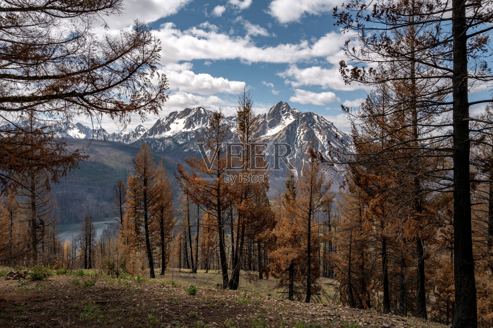 烧毁的松树林和爱达荷州的高山照片摄影图片