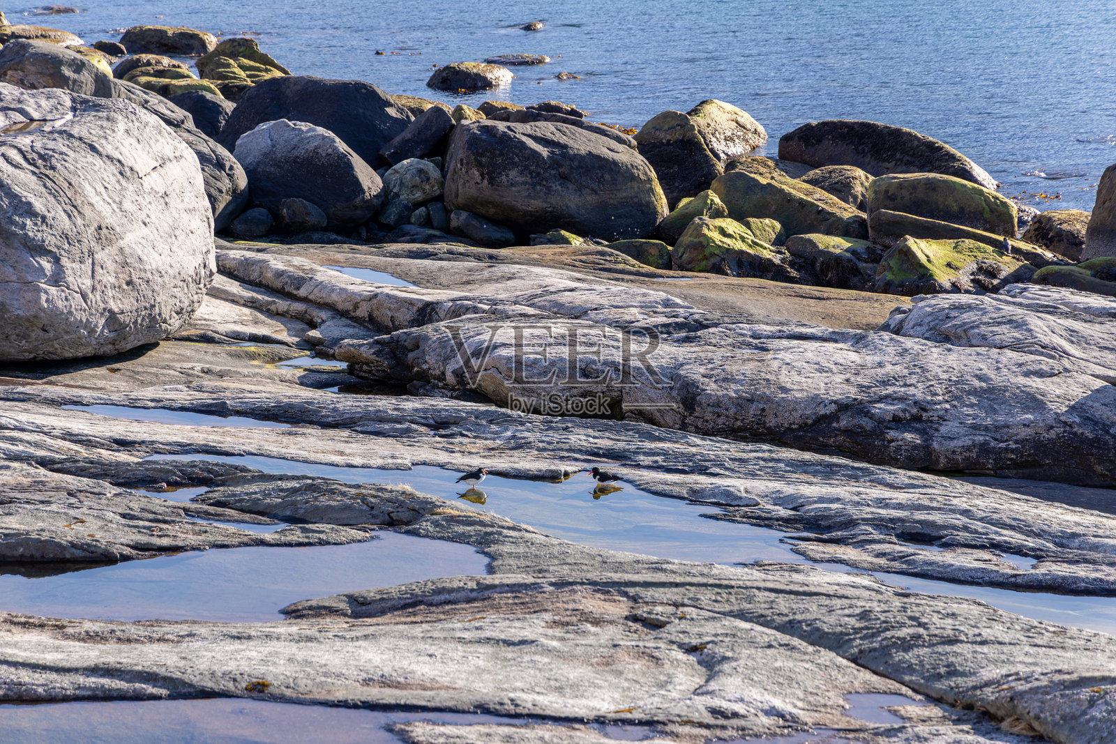 岩石海岸，有小鸟和水池照片摄影图片