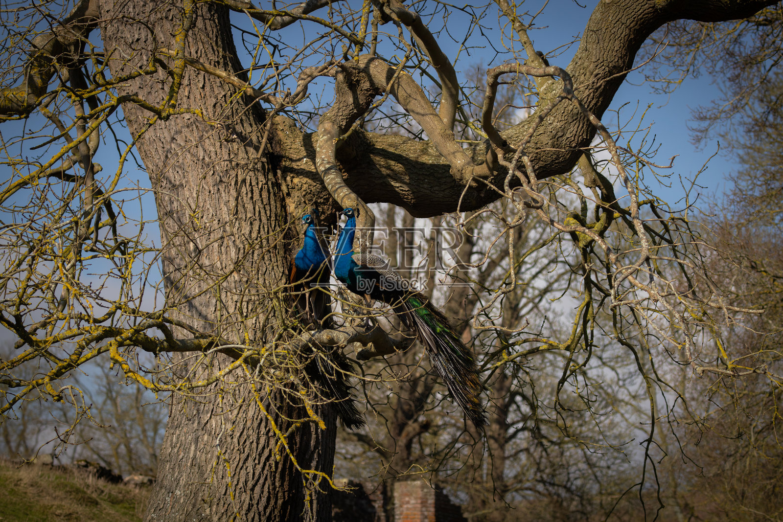 孔雀照片摄影图片