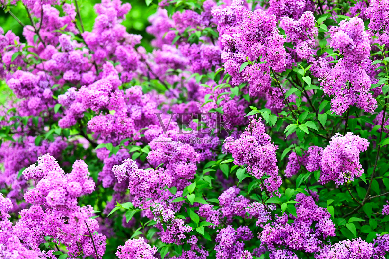 春天的紫色丁香花，维也纳的 Volksgarten 公园，自然背景照片摄影图片