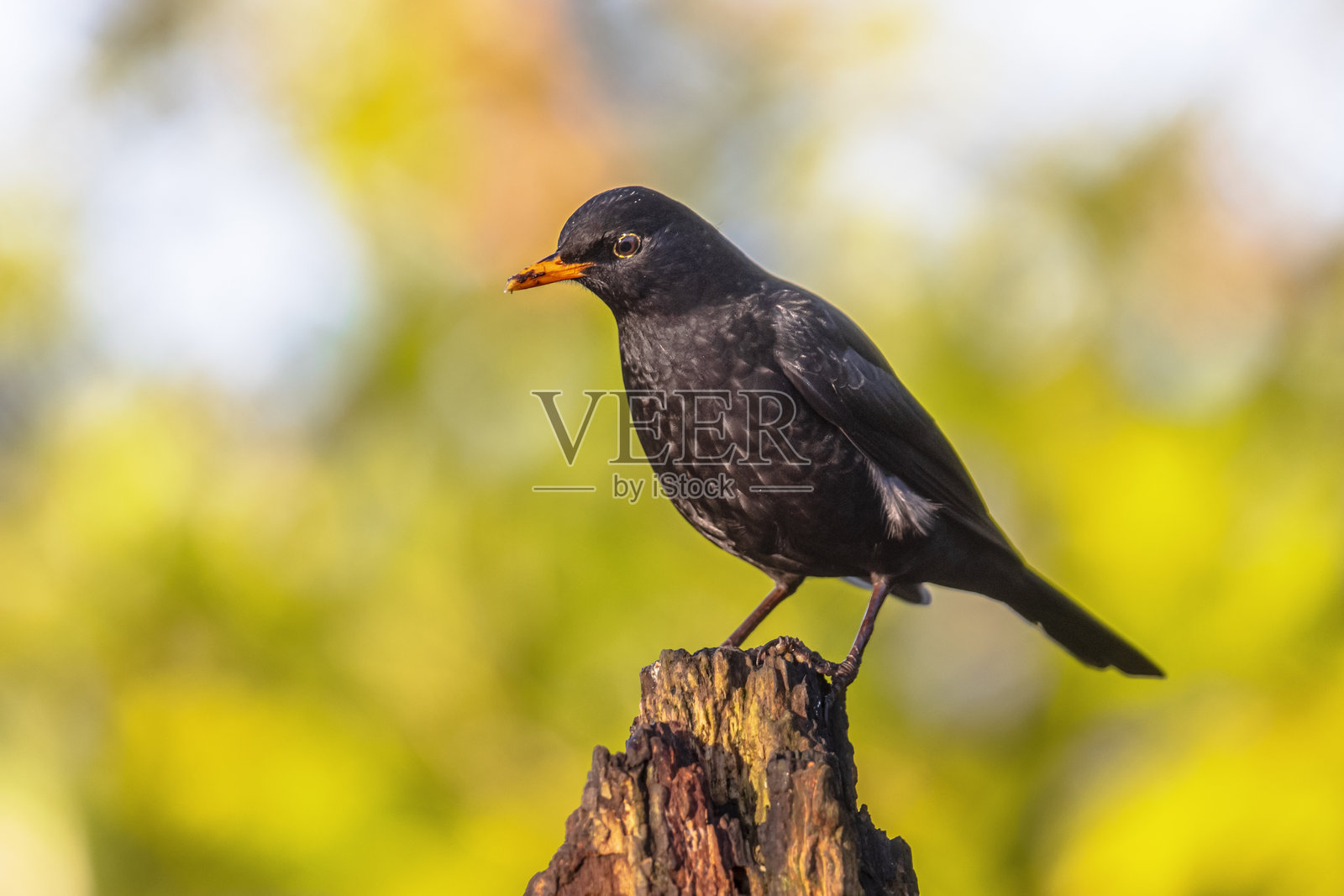 黑鸟栖息在树枝上，背景模糊照片摄影图片