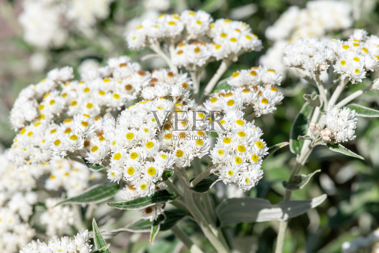 珍珠菊（Anaphalis margaritacea）花照片摄影图片