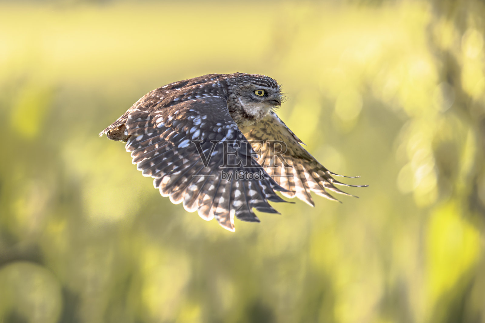 明亮背景上飞翔的小猫头鹰照片摄影图片
