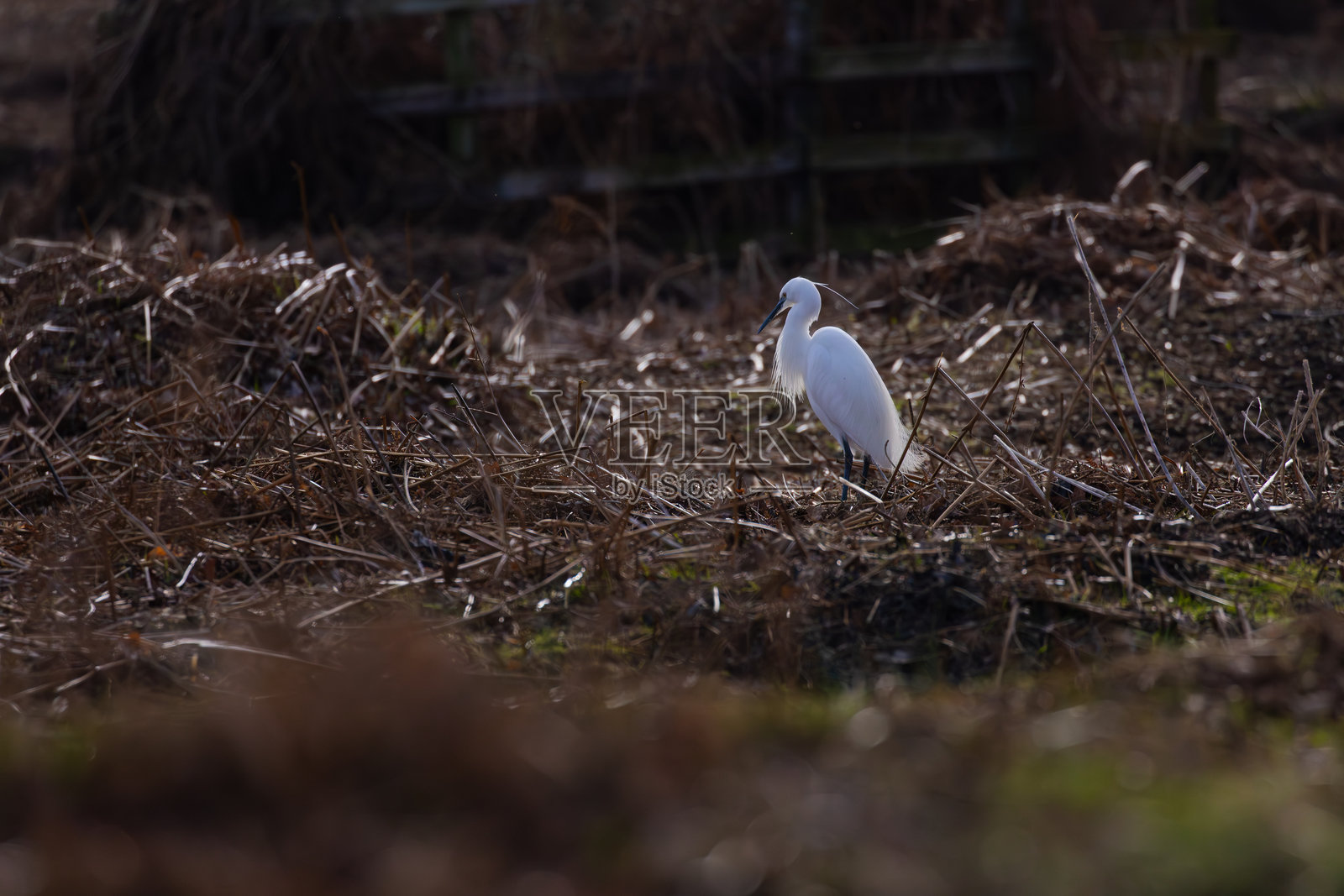 白鹭照片摄影图片