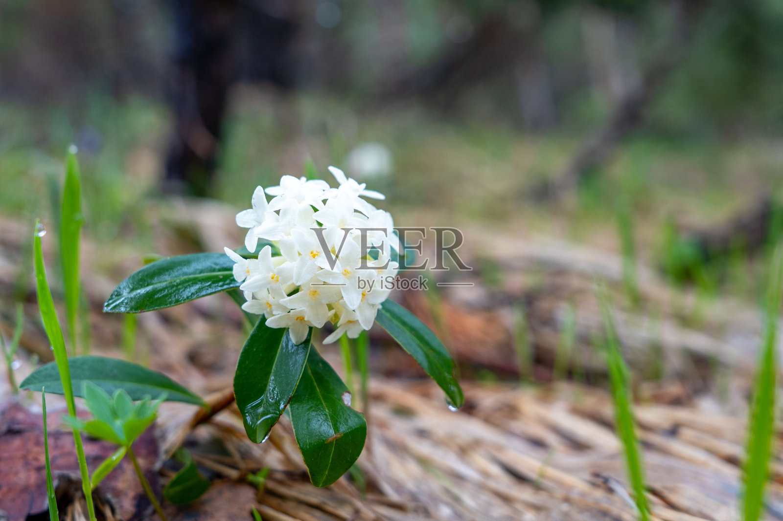 特写镜头下，盛开的白色花朵在其自然栖息地中绽放照片摄影图片