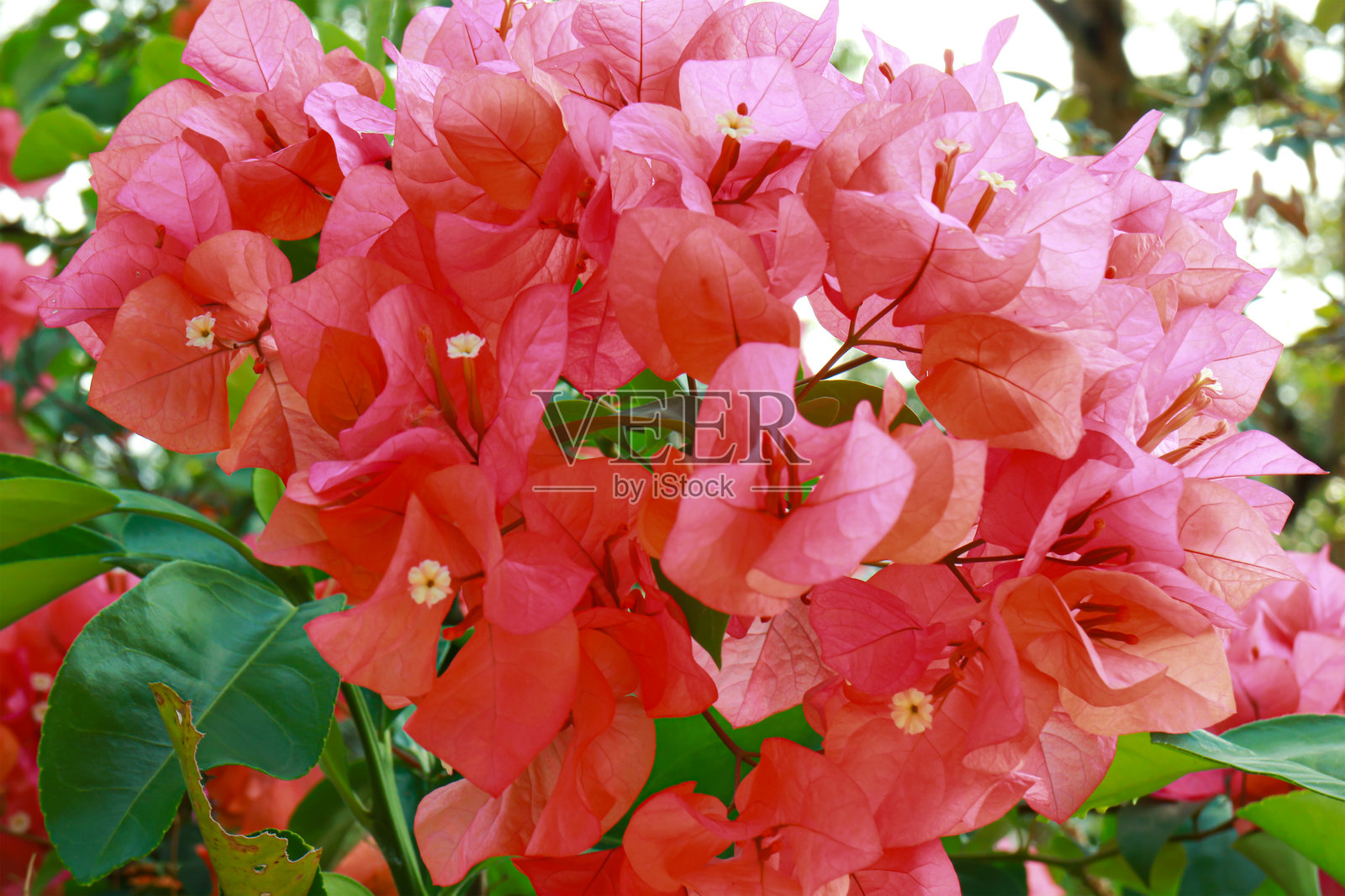 三角梅花朵粉红橙黄，绿叶茎秆。照片摄影图片