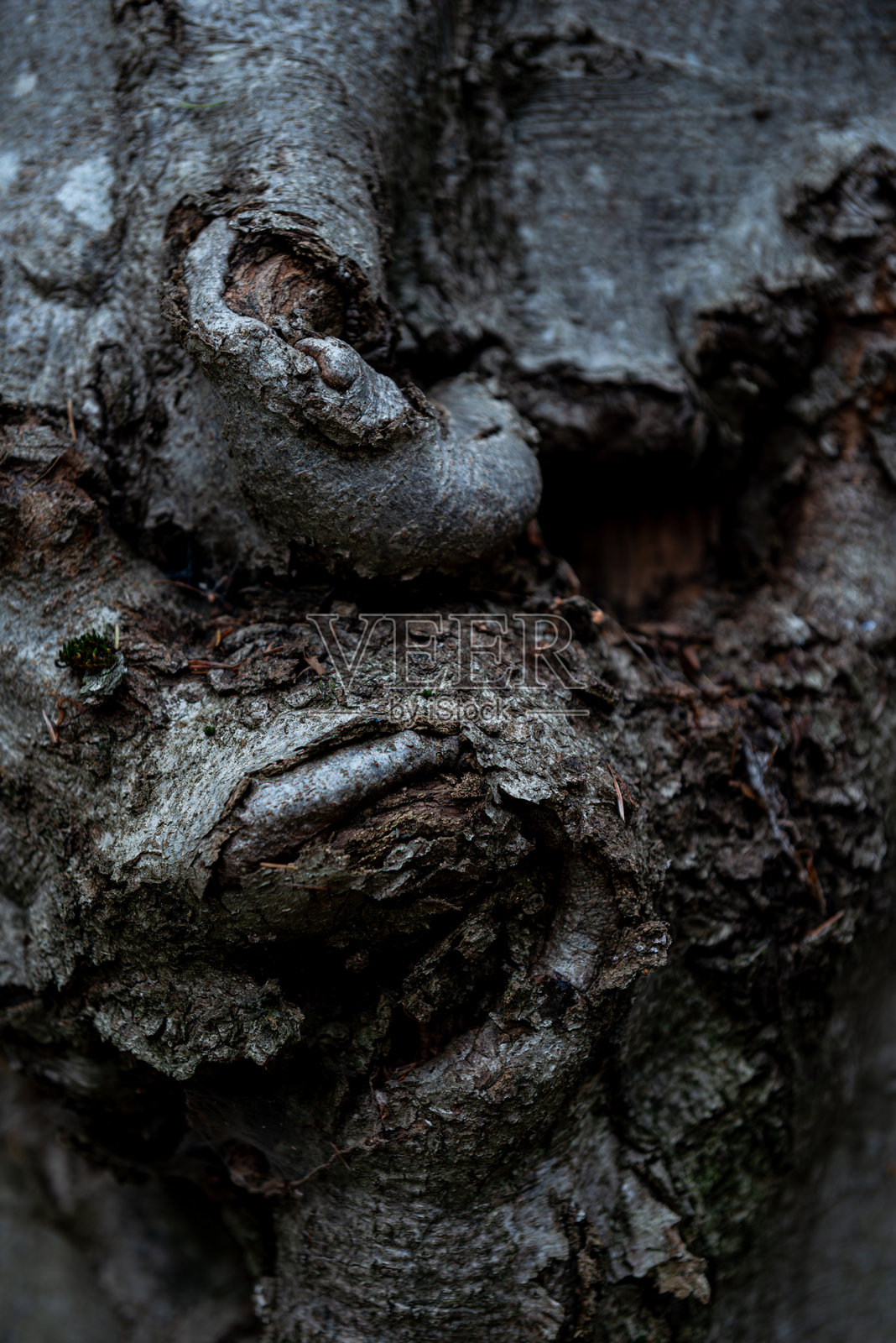 特写背景下的山毛榉树皮照片摄影图片