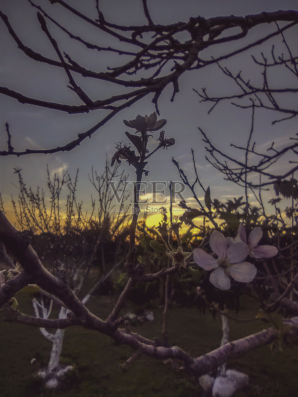 夕阳下的杏花天空照片摄影图片