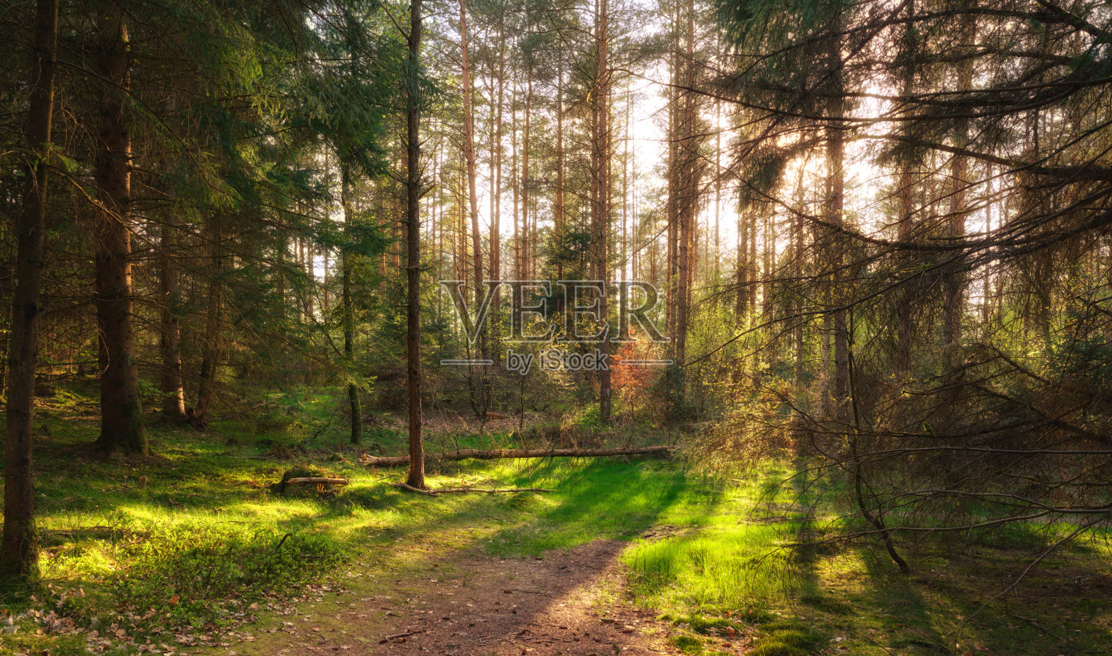 丹麦宁静的秋季森林，高耸的苔藓树干和落叶，展示着山毛榉（Fagus sylvatica）和苔藓树皮的宁静景象，非常适合自然、旅行和放松主题照片摄影图片